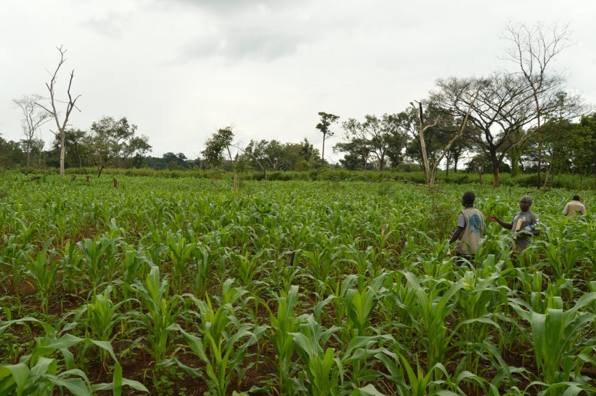 870px x 578px - Ouaka's farmers sow their first seeds - ACTED