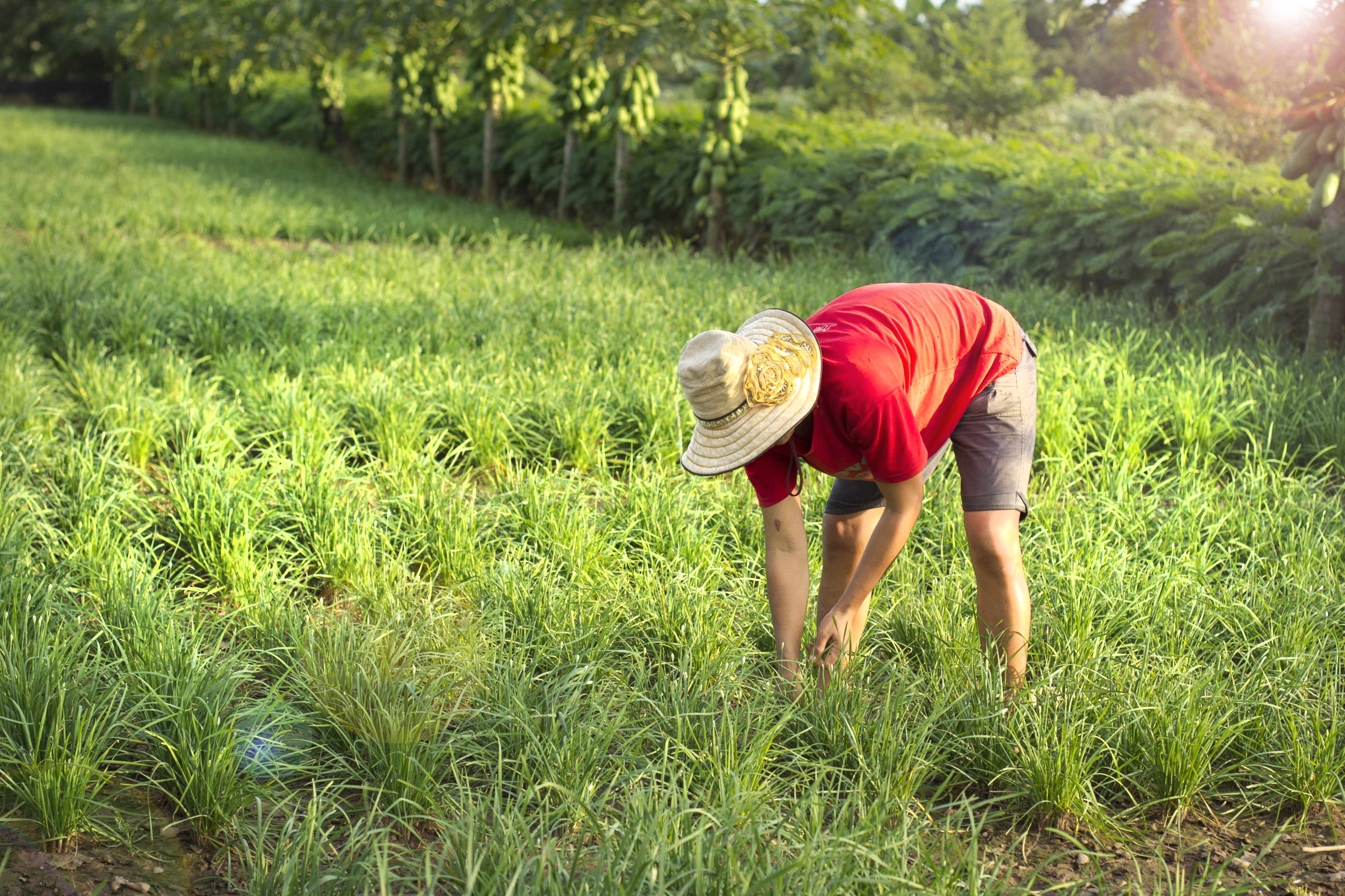 Www Xxxvideo Sex Com - What is in your Food?â€ â€“ Reducing pesticides residues, improving nutrition  - ACTED