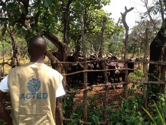 Livestock vaccination campaigns to support the breeders - ACTED