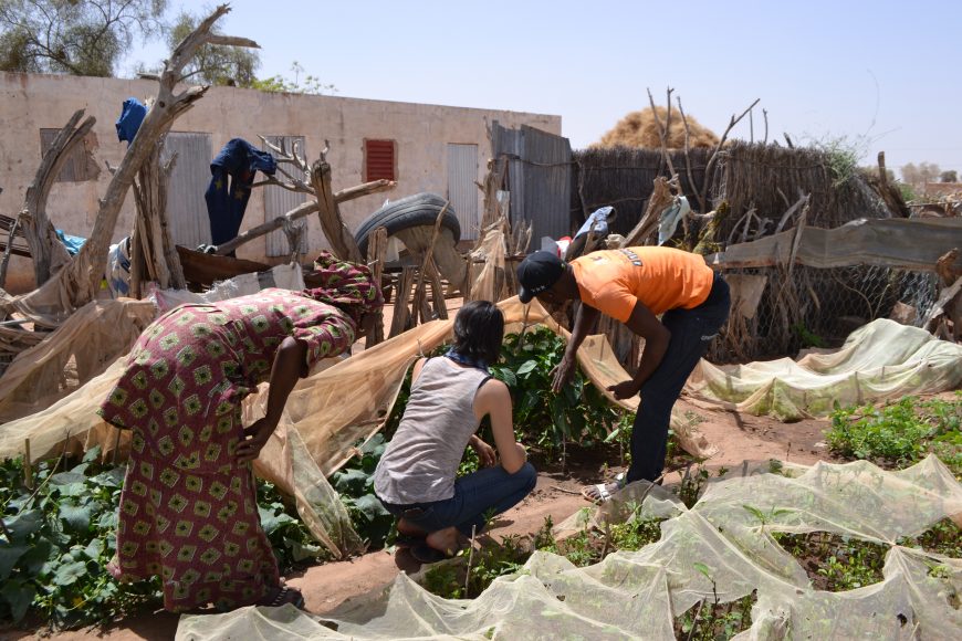 ACTED Sénégal