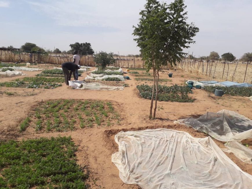 Les plants du jardin de maraîchage du GPF de Gassé Safalbé