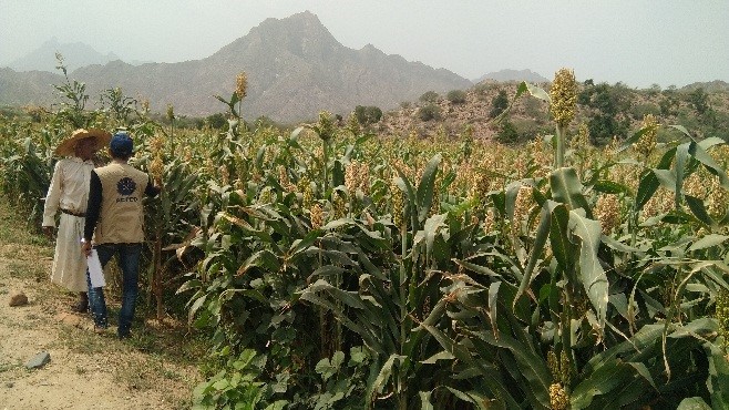 Thabit with his crops on his farm in the Bani Amrw area