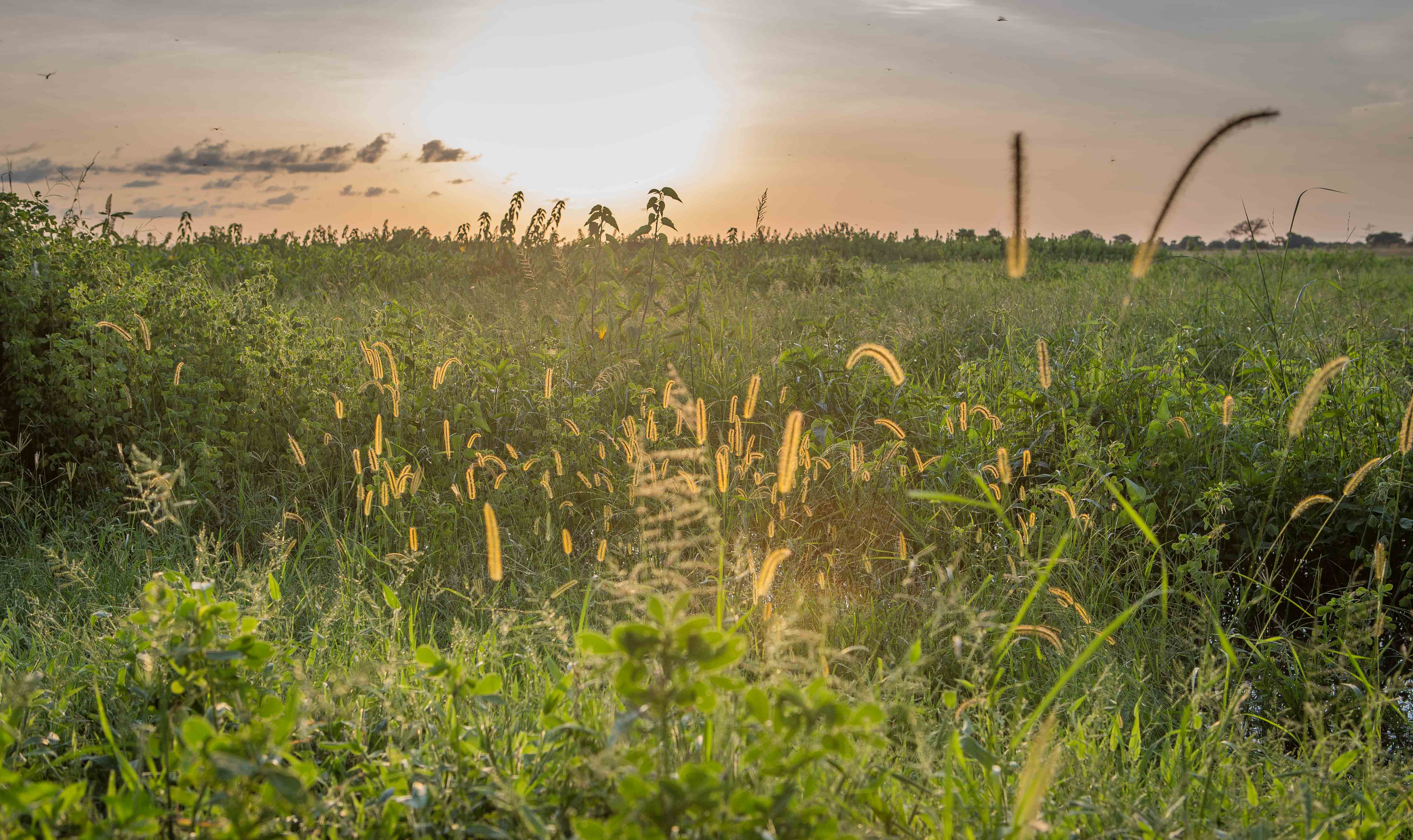 Responding to the human impacts of climate change on the African continent  - ACTED