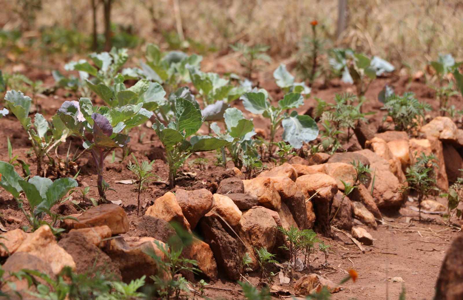 Karamoja region : Sustainable agriculture to fight food insecurity in Uganda