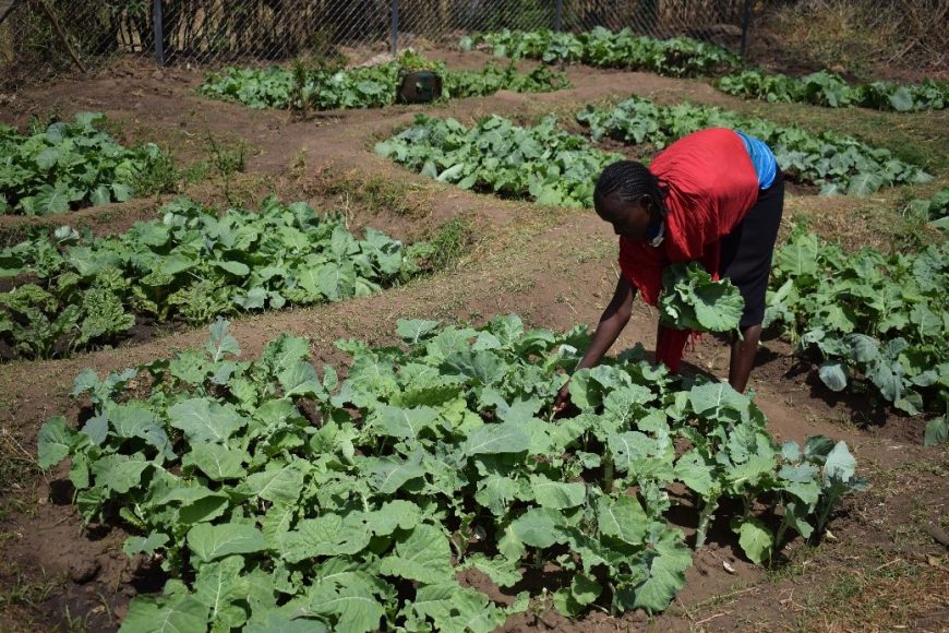 Kenya farming Samburu