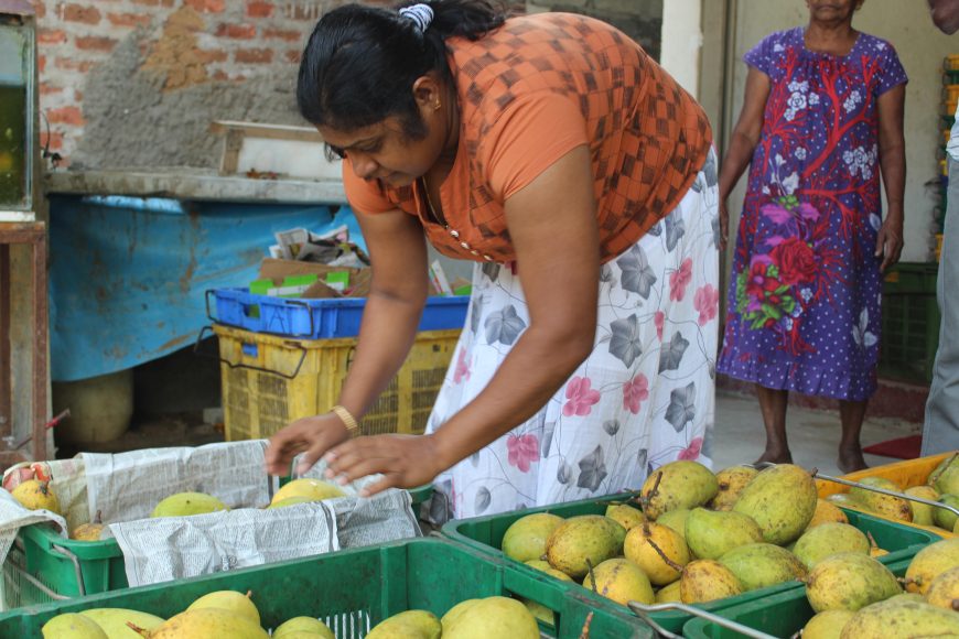 Sri lanka small businesses