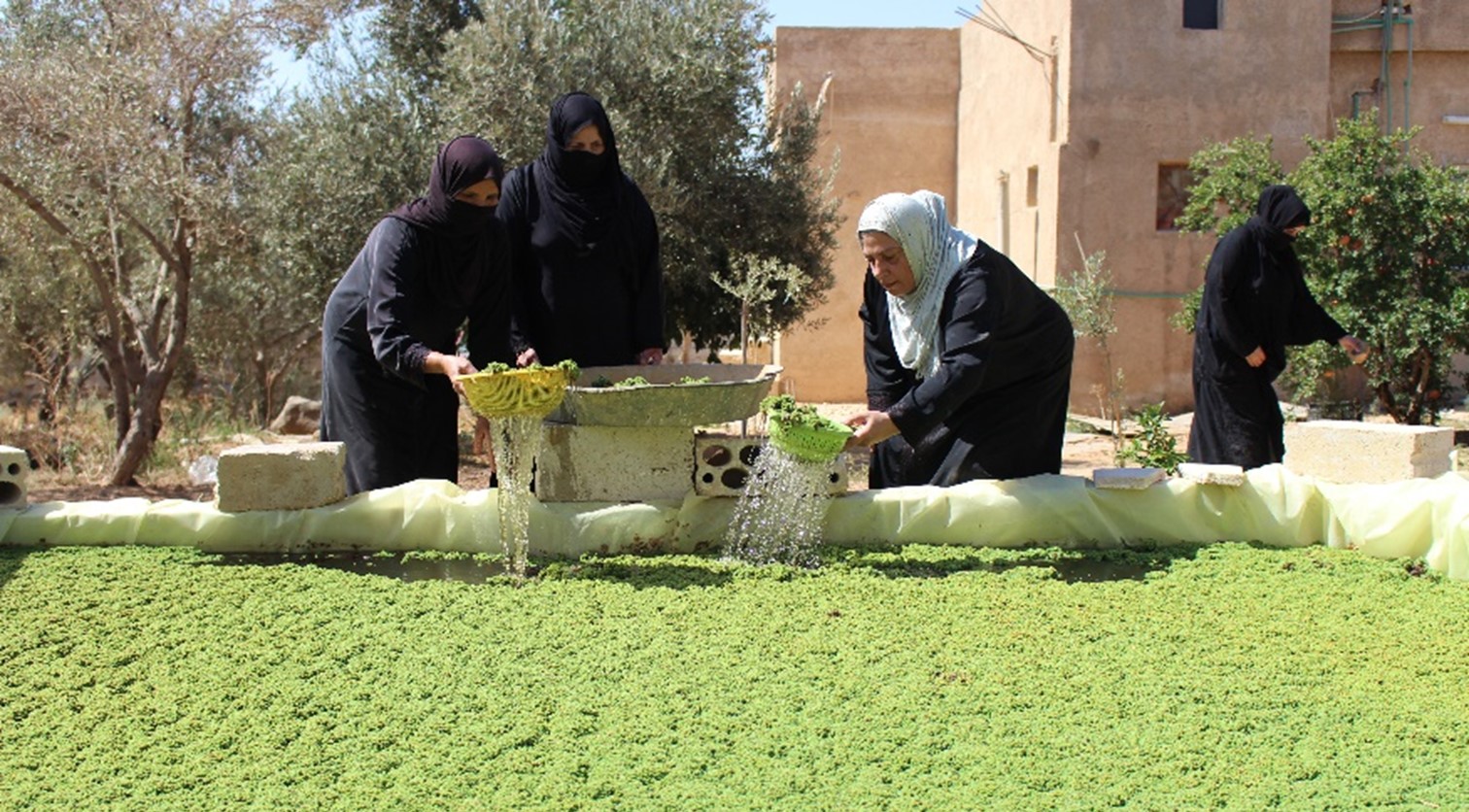 1512px x 836px - Jordan: Women's economic empowerment through azolla farming