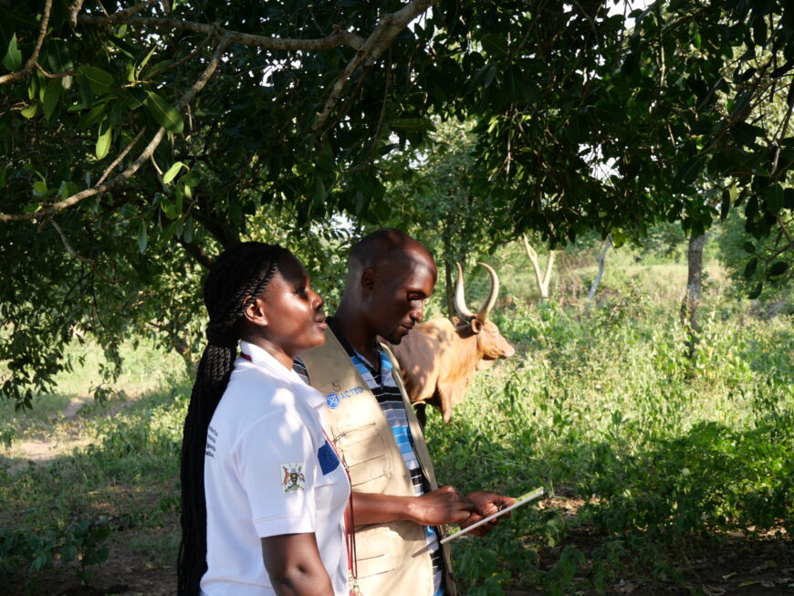 Uganda cattle climate change ACTED
