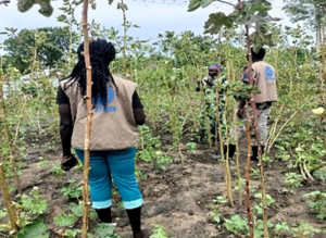 South Sudan: supporting internally displaced persons and vulnerable  families toward food self-reliance - ACTED