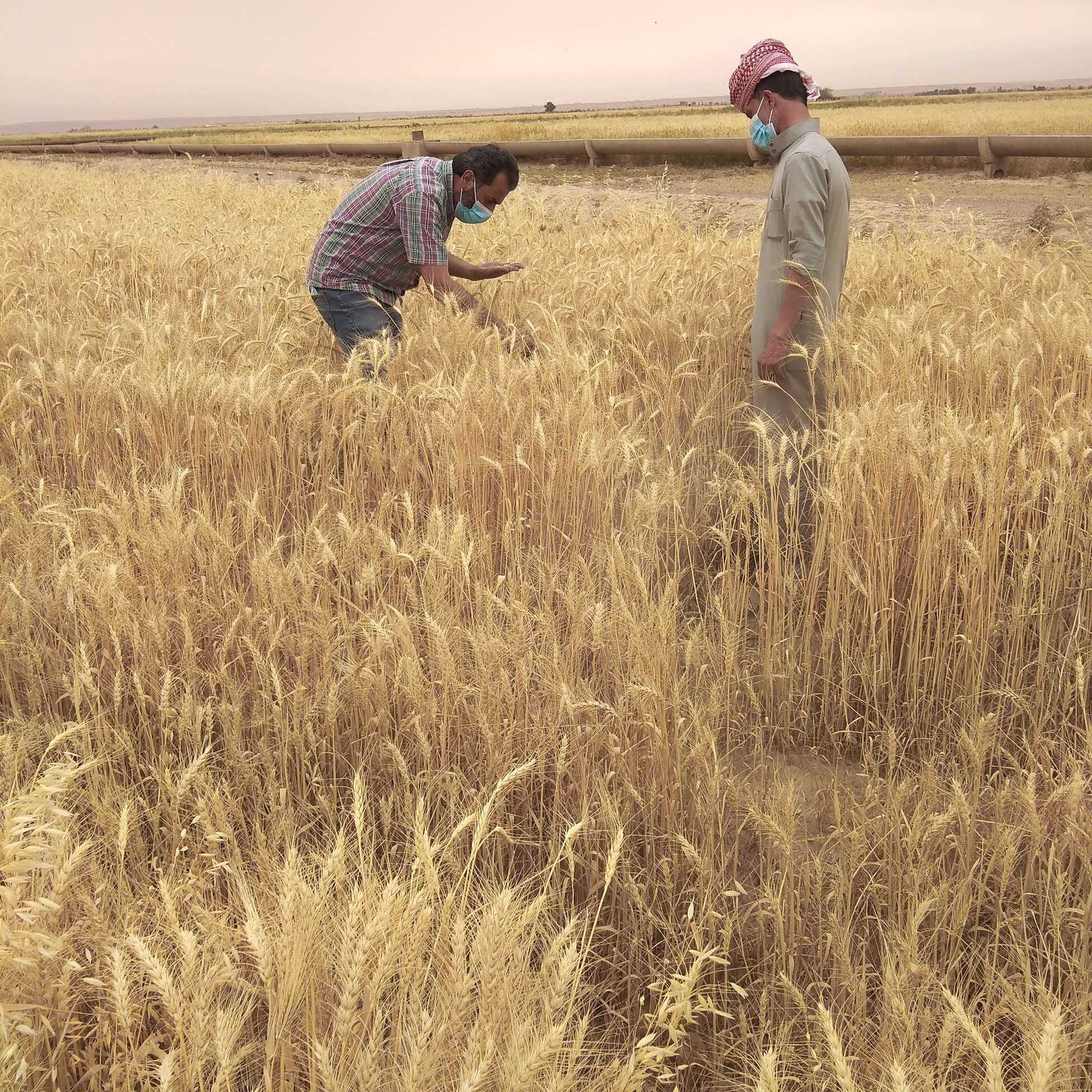 Supporting farmers in Northern Syria to overcome the drought