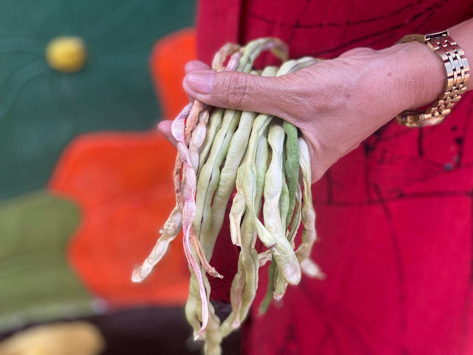 Cultivating Health and Hope How Acted's suport transformed San Pablo