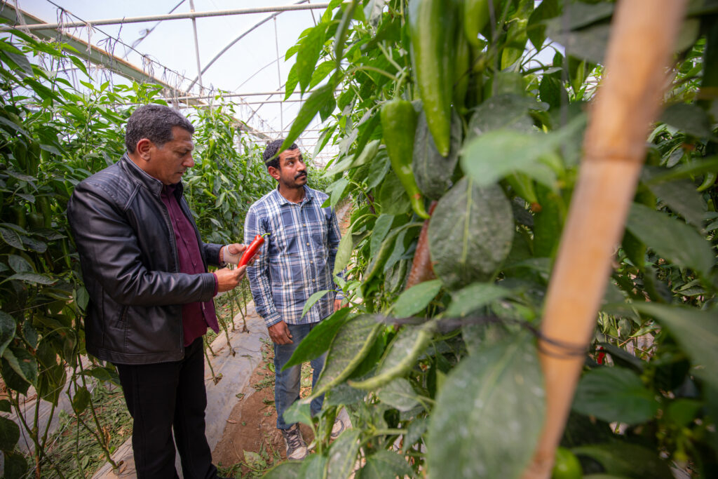 De la récolte au marché : transformer la chaîne de valeur agricole en Jordanie